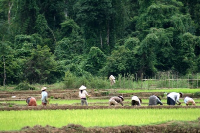 Laos - Vang Vieng - Rice Paddies 3