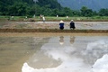 Laos - Vang Vieng - Rice Paddies