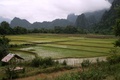 Laos - Vang Vieng - Rice Paddies 2