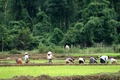 Laos-VangVieng-RicePaddies3.jpg