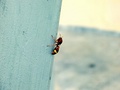 East Timor - The Brown Hornet