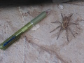 Iraq-Suleimaniyah-HugeSpider